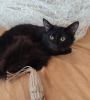 Photo №3. Dark chocolate fluffy - Marsik wants to start a family.. Russian Federation