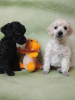 Additional photos: Poodle puppies for sale
