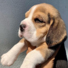 Photo №1. beagle - for sale in the city of Warsaw | negotiated | Announcement № 100259