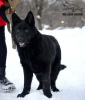 Photo №4. I will sell german shepherd in the city of Kharkov. private announcement, from nursery, breeder - price - 800$