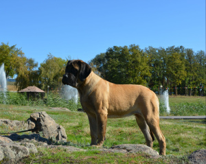 Photo №4. I will sell english mastiff in the city of Zaporizhia. from nursery - price - Negotiated