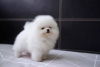 Photo №2 to announcement № 110808 for the sale of pomeranian - buy in Germany breeder