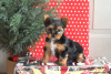 Photo №1. yorkshire terrier - for sale in the city of Willingen (Upland) | 390$ | Announcement № 63799
