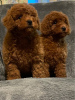 Photo №4. I will sell poodle (toy) in the city of Maribor.  - price - Is free
