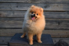 Additional photos: Pomeranian-Pomeranian Boo