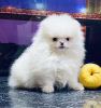 Photo №4. I will sell pomeranian in the city of Bonn. private announcement - price - 380$