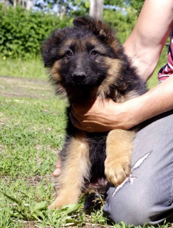 Photo №4. I will sell german shepherd in the city of Warsaw. private announcement - price - Is free