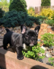 Photo №1. french bulldog - for sale in the city of Bonn | 380$ | Announcement № 118271