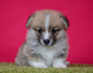 Photo №3. Welsh corgi pembroke puppies are offered for sale.. Russian Federation