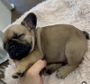 Photo №2 to announcement № 126505 for the sale of pug - buy in Estonia private announcement