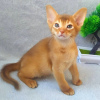 Photo №1. abyssinian cat - for sale in the city of Tallinn | 264$ | Announcement № 117732