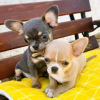 Photo №2 to announcement № 66251 for the sale of chihuahua - buy in Germany private announcement, breeder