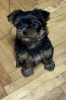 Additional photos: Mini Yorkies