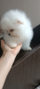 Photo №4. I will sell pomeranian in the city of Pori. private announcement - price - 350$