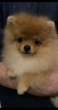 Photo №2 to announcement № 96194 for the sale of german spitz - buy in Russian Federation from nursery, breeder
