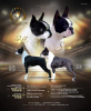 Photo №1. boston terrier - for sale in the city of Нови Сад | negotiated | Announcement № 105215