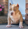 Photo №1. american bully - for sale in the city of Helsinki | 740$ | Announcement № 105821