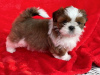 Photo №1. shih tzu - for sale in the city of Hendersonville | 300$ | Announcement № 84039