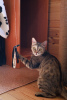 Photo №3. Affectionate cat Melissa is looking for a home.. Russian Federation