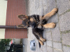 Photo №4. I will sell german shepherd in the city of Ostrów Wielkopolski. breeder - price - negotiated