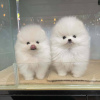 Photo №2 to announcement № 41375 for the sale of pomeranian - buy in Russian Federation 
