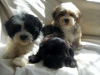 Photo №1. havanese dog - for sale in the city of Sastamala | negotiated | Announcement № 55339