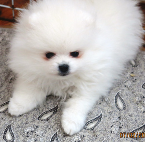 Photo №4. I will sell pomeranian in the city of Дзержинск. from nursery - price - 615$