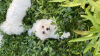 Additional photos: Maltese puppies for sale