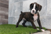Photo №1. australian shepherd - for sale in the city of Rome | negotiated | Announcement № 53864