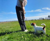 Photo №3. Jack Russell Terrier in Russian Federation. Announcement № 63281