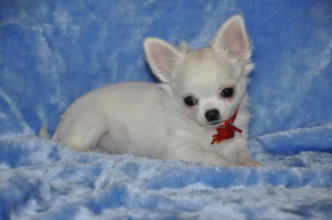 Photo №4. I will sell chihuahua in the city of Москва. from nursery, breeder - price - 544$
