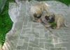 Photo №3. Retro and old German pug puppies, breathing freely, purebred, with pedigree are. Germany