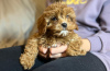 Photo №3. Cavapoo puppies. Estonia