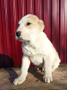 Additional photos: Puppies CAO Alabai Installment