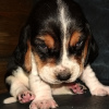 Photo №1. basset hound - for sale in the city of Лида | negotiated | Announcement № 25446