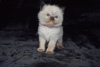 Photo №2 to announcement № 123479 for the sale of ragdoll - buy in Germany breeder