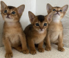 Photo №2 to announcement № 18489 for the sale of abyssinian cat - buy in Belarus breeder