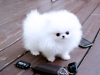 Photo №3. Cute Pomeranian puppies for free adoption. Germany