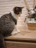 Photo №3. Kitten Timofey is looking for a family.. Russian Federation