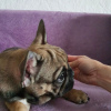 Photo №4. I will sell french bulldog in the city of Minsk. private announcement - price - 286$
