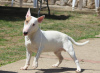 Additional photos: Miniature bull terrier puppies