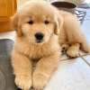Photo №1. golden retriever - for sale in the city of Hallein | negotiated | Announcement № 91583