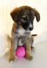 Additional photos: Strong, outgoing and friendly puppy Nastasya is looking for a home.