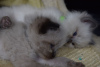 Photo №3. Champion Ragdoll kittens available for loving homes. Spain