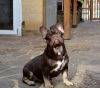 Additional photos: French Bulldog.