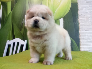 Photo №2 to announcement № 4562 for the sale of chow chow - buy in Belarus breeder