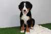 Photo №2 to announcement № 108816 for the sale of bernese mountain dog - buy in Finland 