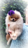 Additional photos: Pomeranian Spitz, puppies. Mini bears