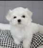 Photo №1. maltese dog - for sale in the city of Vantaa | 2600$ | Announcement № 19827