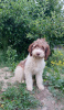 Additional photos: Purebred Lagotto Romagnolo Puppies